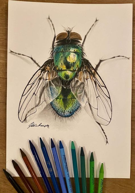 Insect Drawing Realistic, Realistic Animal Drawings, Fly Drawing, Pencil Inspiration, Pencil Work, Realistic Pencil Drawings, Boho Art Drawings, Spooky Art, Watercolor Beginner