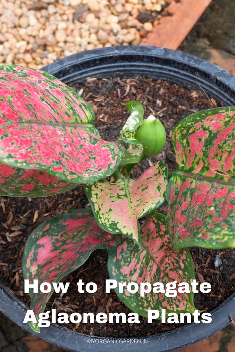 Here's how you can propagate Aglaonema plants easily and share them with your friends and neighbours and spread the love. #indoorplants #growingAglaonema via @myorggarden Aglaonema Propagation, Office Plants Desk, Indian Garden, Live Indoor Plants, Self Watering Pots, New Roots, House Plant Care, Low Maintenance Plants, Perfect Plants