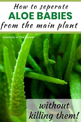 Growing Aloe Vera, Aloe Vera Care, Aloe Vera Benefits, Brown Spots Removal, Aloe Plant, Aloe Vera Plant, Mother Plant, Growing Herbs, Grow Your Own Food