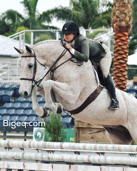 Hunter Jumper Aesthetic, Winter Equestrian Festival, Winter Equestrian, Hunter Jumper Horses, Jumping Horses, Hunter Horse, Warmblood Horses, Show Jumping Horses, Cute Horse Pictures