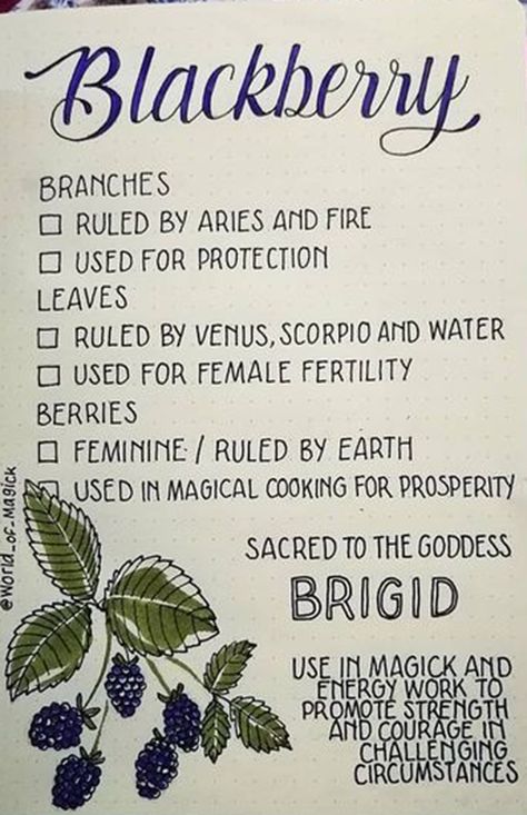 Blackberry Bush, Water Magic, Witch Herbs, Green Witchcraft, Magia Das Ervas, Witchcraft Books, Wiccan Magic, Witch Spirituality, Folk Magic