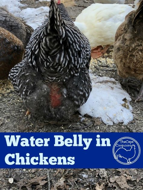 Water Belly Ascetis in chickens can be a symptom of a serious health issue. It can cause a soft, squishy feeling abdomen, loss of feather and waddling when they walk Chicken Sickness, Homesteading Life, Poultry Farming, Easter Eggers, Urban Chickens, Chicken Health, Laying Hens, Backyard Poultry, Keeping Chickens