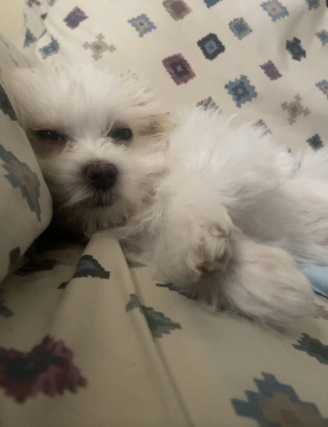 my ugly adorable baby ♡(´ε｀ ) ૮˶• ﻌ •˶ა ./づ~ 🦴 #aesthetic #dogs #puppies #maltese , maltese dogs , maltese puppy , #cutest #cutestanimals #cutedog #cutepets , cute dogs , cute puppies , #adorable , adorable dogs , adorable puppies , #pets #pet #doglover , pets aesthetic , #white crusty dog , crusty white dog , #fluffy , fluffy dog , pet photography , eye cleanse , #sleep , #sleepy Small White Dog Aesthetic, Fluffy White Dog Aesthetic, Crusty White Dog Aesthetic, Maltese Dogs Aesthetic, White Crusty Dog, White Dog Aesthetic, Maltese Aesthetic, Crusty White Dog, Crusty Dog