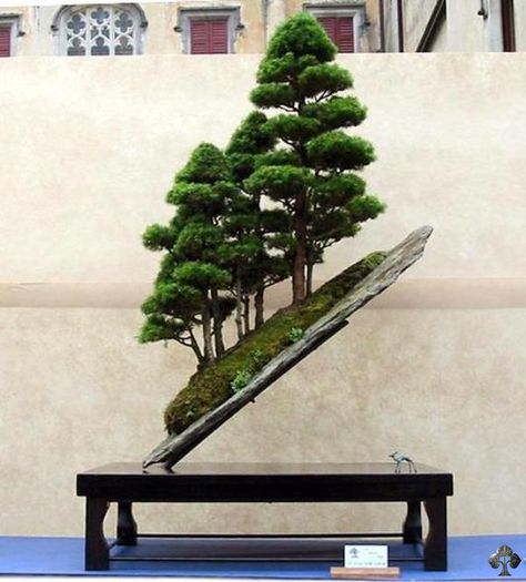 Top 10: Juniper Bonsai trees - Bonsai Empire Bonsai Forest, Juniper Bonsai, Bonsai Styles, Japanese Bonsai, Indoor Bonsai, Forest Style, Bonsai Art, Miniature Trees, Bonsai Plants