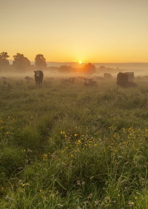 Herd Of Cows, Orange Trees, The Sun Rises, Sun Rises, The Rising Sun, Clear Sky, On The Horizon, Rising Sun, On The Farm