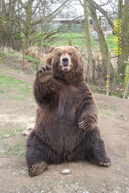 Animals Waving, Dekoratívne Vence, Funny Bears, Bear Photos, Bear Pictures, Silly Animals, Bear Art, Amazing Animals, Grizzly Bear