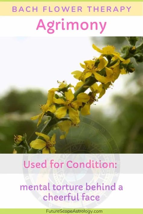 Agrimony in Bach flower therapy : properties, benefits, uses – FutureScope Astrology Agrimony Flower, Witch Herbs, List Of Flowers, Flower Therapy, Medicinal Plants, Natural Living, Health Benefits, The Family, Perennials