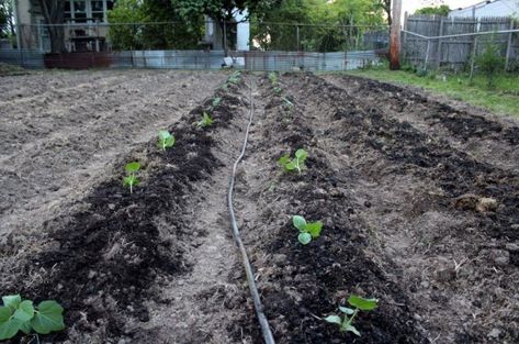 How to Start Mound Gardening Mound Gardening, Grow Brussel Sprouts, Growing Organic Tomatoes, Container Herb Garden, Homestead Gardens, Growing Gardens, Garden Solutions, Organic Vegetable Garden, Gardening Techniques