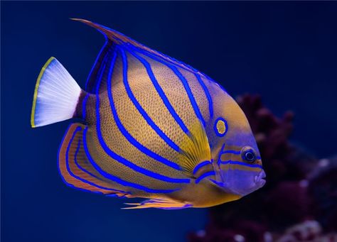 Colourful unique fish Saltwater Fish Tanks, Salt Water Fishing, Salt Water Fish, Beautiful Sea Creatures, Water Animals, Marine Aquarium, Marine Fish, Underwater Creatures, Art Exhibit