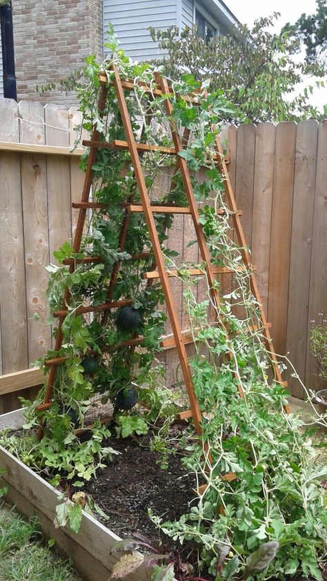 Watermelon trellis with bird netting pockets Watermelon Trellis, Vertical Vegetable Gardens, Diy Garden Trellis, Trellis Ideas, Bird Netting, Vertical Vegetable Garden, Diy Trellis, Backyard Vegetable Gardens, Veg Garden