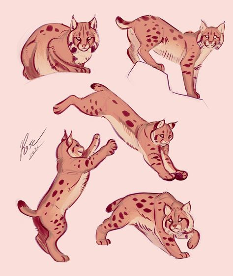 Dog Design Art, Rose Smith, Cat Drawing Tutorial, Cats Art Drawing, Cat Anatomy, Big Cats Art, Animal Study, Warrior Cats Art, Warrior Cat