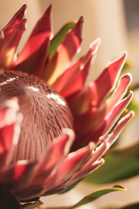 pink and white flower in macro photography photo – Free Plant Image on Unsplash Photos Of Nature, Painting Flowers Tutorial, Braga Portugal, Protea Flower, Elegant Bouquet, Plant Images, Close Up Photography, Free Plants, Lush Garden