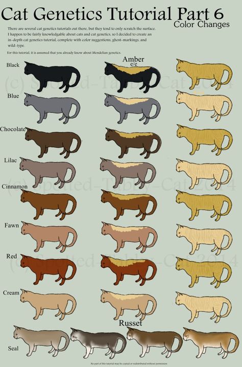 Cat Genetics Tutorial Part 7 (Color changes) by Spotted-Tabby-Cat Cat Genetics Tutorial, Cat Genetics, Cat Eye Colors, Burmese Cat, Cat Anatomy, Newborn Kittens, Cat Reference, Warrior Cats Art, Cat Pose