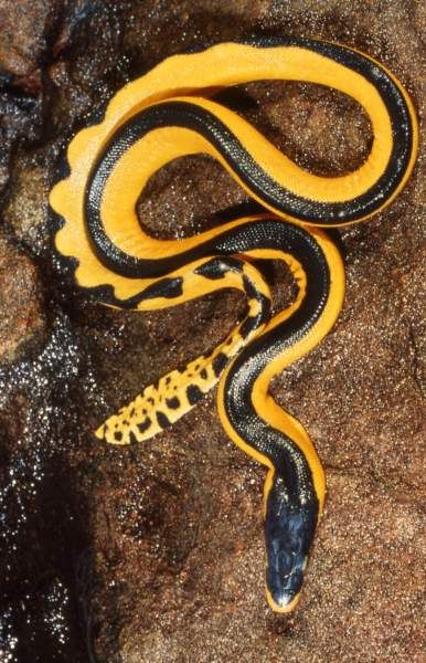 Afraid of snakes? Let's have another look to them!, page 1 Poisonous Snakes, Cool Snakes, Sea Snake, Colorful Snakes, Snake Venom, Reptile Snakes, Beautiful Snakes, Underwater Creatures, Reptiles And Amphibians