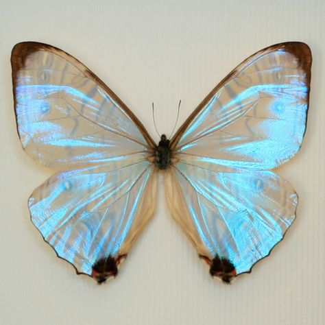 ✦ Holographic, Iridescent, Metallic, & Chrome Blog ✦ Morpho Butterfly, Beautiful Bugs, Butterfly Kisses, White Butterfly, Blue Butterfly, Butterfly Wings, Beautiful Butterflies, Moth, Insects