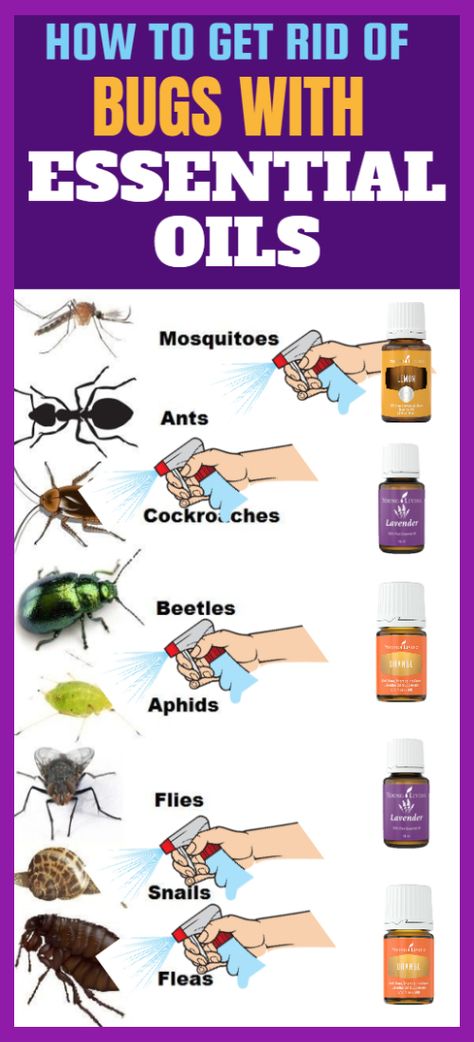 Bug Repellant, Bug Spray Recipe, Bug Killer, Essential Oil Remedy, Oil Remedies, Home Smell, Essential Oil Blends Recipes, Essential Oil Mixes, Astuces Diy