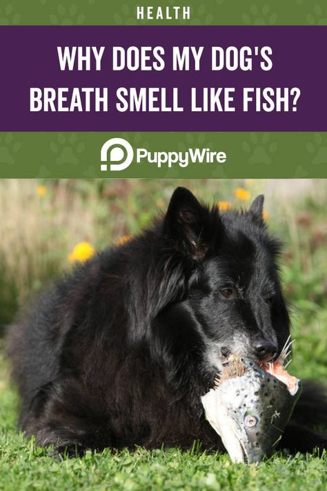 Does your dog's breath smell like fish? Read on for the top 5 reasons this happens and some simple tips to help you get rid of it. Bad Dog Breath Get Rid Of, Dogs Breath Stinks, Stinky Dog Breath Remedies, Dogs Bad Breath, Dog Bad Breath Remedy, Dog Breath Remedy, Stinky Dog Breath, Bad Dog Breath, Dog Skin Care