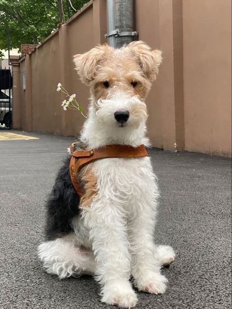 Aesthetic Dog Breeds, Wired Fox Terrier, Wire Hair Fox Terrier, Puppy Aesthetic, Fox Terrier Puppy, Aesthetic Dogs, Dogs Aesthetic, Dogs Photography, Puppy Photography