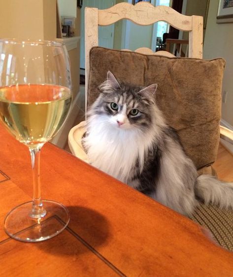 celebrate drink wine with your cat ^ week Drunk Cat, Cat Holidays, Cat Drinking, A Glass Of Wine, Drink Wine, Glass Of Wine, Wine Drinks, Cat Memes, Aesthetic Art