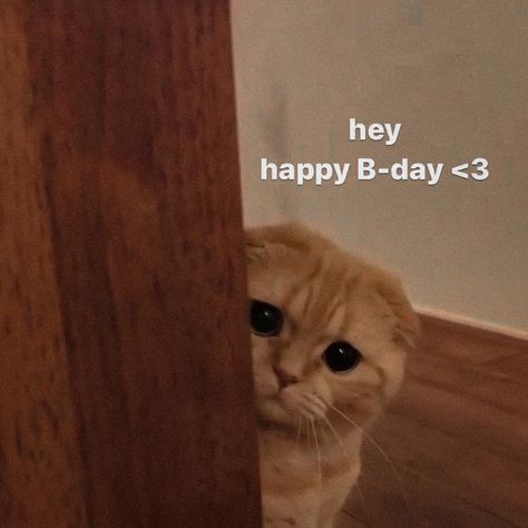 Happy Birthday To Me Cat Memes, Cat Wishing Happy Birthday, Birthday Wholesome Pics, Happy Birthday Wishes Animals, Birthday Cat Aesthetic, Happy Birthday Funny Sticker, Mood Cat Pics, Happy Bday Wallpapers, Birthday Wishes Memes Funny