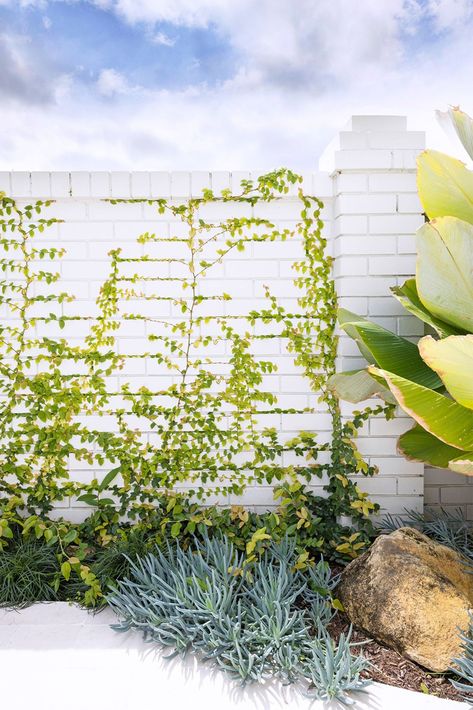 White Brick Fence, Creeping Fig, Narrow Garden, Outdoor Renovation, Brick Fence, Water House, Coastal Gardens, Garden Oasis, White Brick