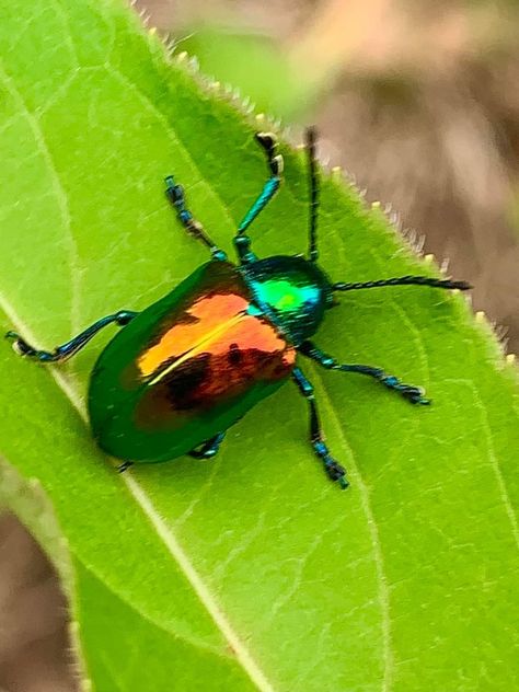 Dogbane Beetle, Spidersona Design, Cool Bugs, Bugs, Clothing Brand, Tattoo Ideas, Design Ideas, Dogs, Design