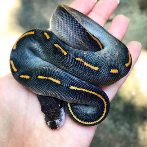 5,838 Likes, 21 Comments - Discover Snakes 🐍 (@discoversnakes) on Instagram: “Beautiful ball python morph by @lamiareptiles 💚🐍 . #snake #snakes #python #morph #reptiles” Ball Python Snake Tattoos, Snake Tattoos Ball Python, Snakes Python, Boop Noodle, Snake Morphs, Python Royal, Colorful Snakes, Pretty Snakes, Beautiful Ball