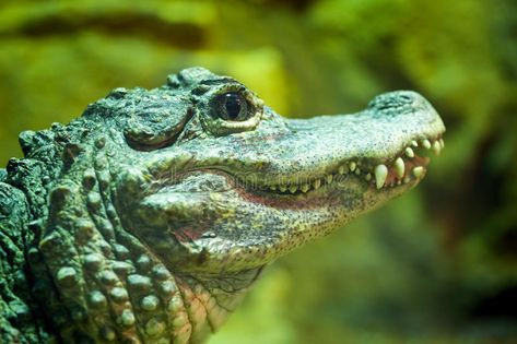 Chinese Alligator, Baby Crocodile, Crocodile Head, Alligators Art, Crocodile Animal, Regard Animal, Animals Amazing, Aquatic Animals, Crocodiles