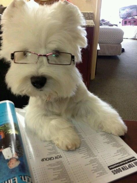 Westie Dogs, Highland Terrier, Silly Dogs, West Highland White, White Terrier, West Highland Terrier, West Highland White Terrier, White Dog, Wearing Glasses