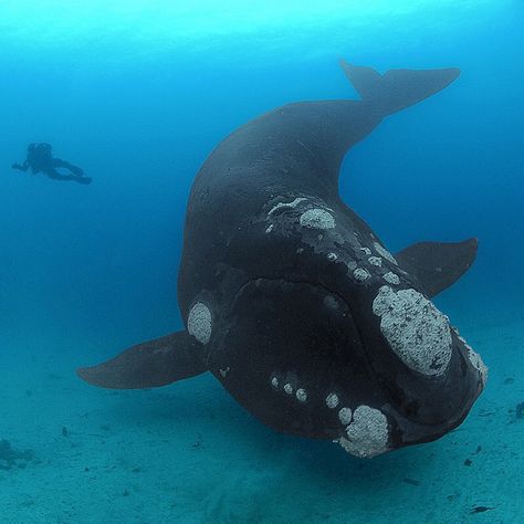 Photo by @BrianSkerry A Southern Right Whale and diver swim together over a shady sea floor in New Zealand’s Auckland Islands. These whales reach sizes of 45 feet long and weights of 70-tons. Once hunted to the brink of extinction, their populations have slowly recovered due to protection. Photographed #onassignment for @natgeo. Southern Right Whale, Right Whale, Shark Photos, Sea Mammal, Underwater Photos, Whale Shark, Killer Whales, Marine Animals, Ocean Creatures