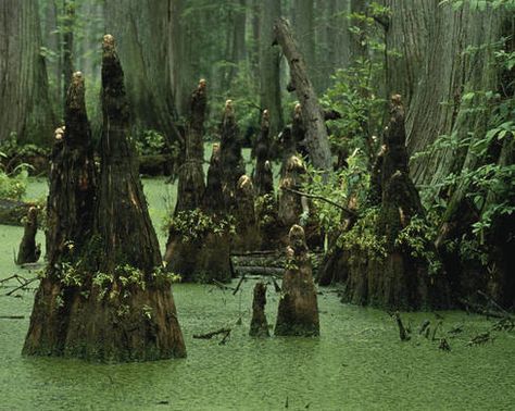 Bald cypress stumps and knees, rising from a swamp in southern Illinois as they did 100,000 years ago in Washington DC [US Fish and Wildlife Service-Public Domain] D.C.'s Bald Cypress Fossils | Atlas Obscura Bald Cypress Tree, Swamp Water, Louisiana Swamp, Cypress Swamp, Bald Cypress, Cypress Trees, Six Feet Under, Alam Yang Indah, Public Domain Images