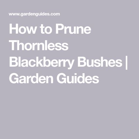 Pruning Blackberries, Blackberry Bushes, Thornless Blackberries, Household Disinfectants, Blackberry Plants, Growing Blackberries, Blackberry Bush, Bush Garden, Grape Varieties