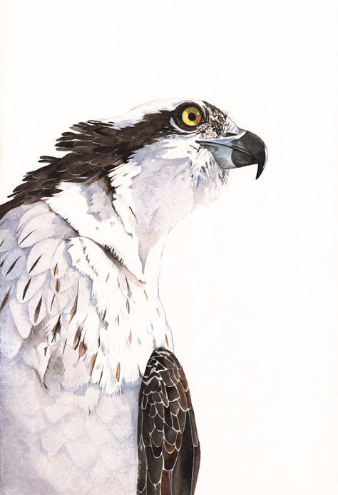 Louise De Masi Osprey Watercolor, Nuthatch Watercolor, Cockatoo Watercolor, Bluebird Painting, Bird Watercolor Paintings, Bird Paintings, Bird Artwork, Bird Art Print, A3 Size