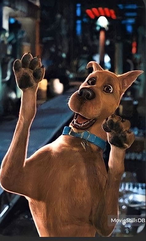 Scooby Doo Dog, Scooby Doo Pictures, Scooby Doo Movie, Scooby Gang, Scooby Doo Images, Mystery Incorporated, Scooby Dooby Doo, Mystery Inc, Scooby Doo Mystery