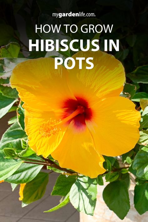 Transform your patio garden into a tropical paradise with stunning hibiscus in pots! Our article on how to grow hibiscus in pots provides expert tips on choosing the perfect container, creating the ideal environment, and keeping your tropical flowering plants flourishing all season long. Discover how easy it is to grow and enjoy these vibrant beauties in your own backyard. Find more tropical plant inspiration and container gardening tips at MyGardenLife.com! Hibiscus Plant Potted, Tropical Plants Outdoor In Pots, How To Grow Hibiscus, Hibiscus Container Ideas, Growing Hibiscus In Pots, Potted Hibiscus Plant, How To Grow Hibiscus Plant, Hibiscus Potting Ideas, Hibiscus Flower Garden