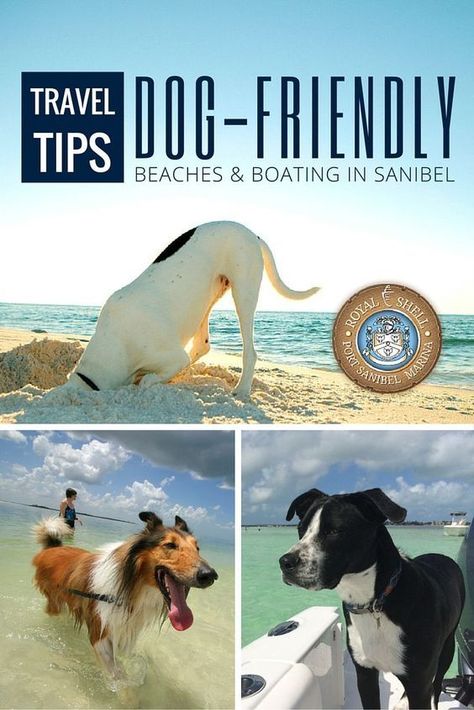 Bring your dog on vacation to Florida. Enjoy dog-friendly beaches, boating, great fishing and accommodations in paradise on Sanibel Island, Florida. Dog Friendly Vacation, Dog Friendly Beach, Dog Friendly Hotels, Sanibel Island Florida, Sanibel Island, Summer Tour, Dog Beach, Travel Wanderlust, Dog Travel