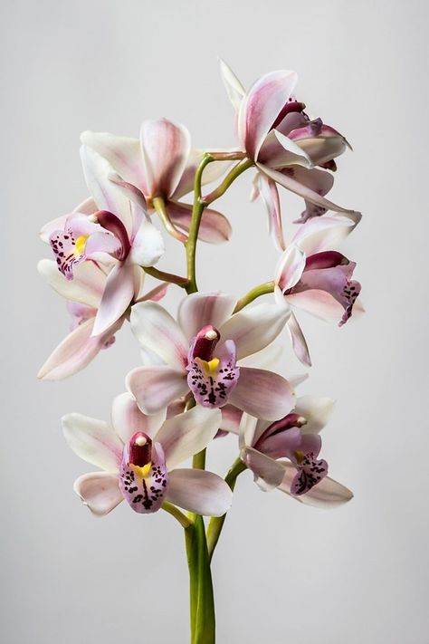 How to grow orchids indoors | Better Homes and Gardens Vertical Garden Plants, Blooming Orchid, Orchid Tattoo, Growing Orchids, Perennial Shrubs, Vertical Gardens, Phalaenopsis Orchid, Orchid Care, Orchid Plants