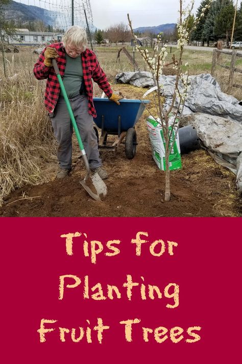 Planting Cherry Trees, How To Grow A Plum Tree From Seed, Growing Plum Trees From Seed, Starting A Plum Tree From Seed, Cold Hardy Fruit Trees, June Plum Tree, Hazelnut Tree, Cherry Farm, Grape Tree