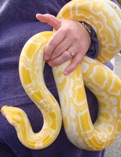 An albino Burmese Python like this visted Middleburg library with Reptiles Alive! Albino Python, Snake Images, Burmese Python, Pretty Snakes, Albino Animals, Cute Reptiles, Cute Snake, Python Snake, Beautiful Snakes