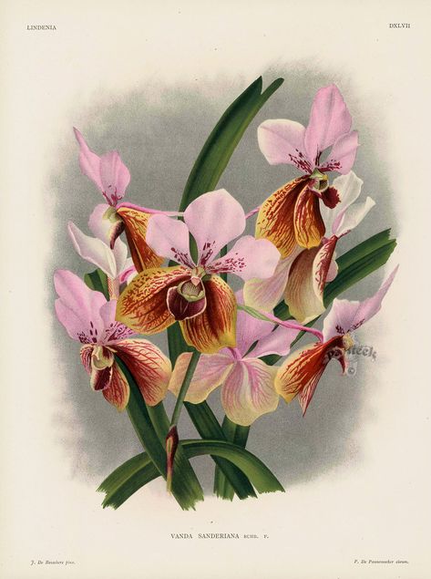 Vanda sanderiana Orchid from Linden Orchid Prints Lindenia 1885 Orchid Illustration, Orchid Images, Vanda Orchids, Antique Botanical Print, Decoupage Art, Vintage Botanical Prints, Plant Painting, Nature Drawing, Beautiful Orchids