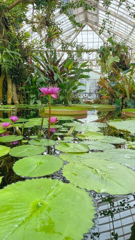 Water Lily Garden, Greenhouse Pond, Giant Water Lily, Beautiful Pond, Indoor Pond, Indoor Orchids, Freshwater Aquarium Plants, Lotus Garden, Water Lily Pond