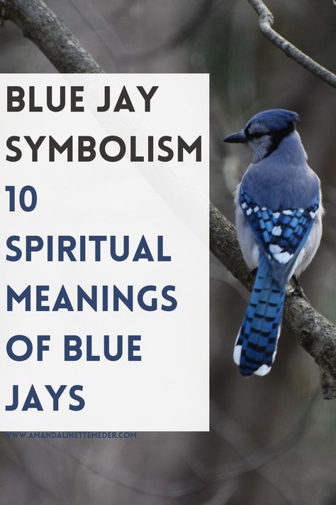 Blue Jay Wings Tattoo, Blue Jay Symbolism Meaning, Stellar Jay Bird, Blue Jay Bird Meaning, Stellar Jay Spiritual Meaning, Blue Jay Symbolism, Blue Jay Quotes, Blue Jay Tattoos For Women, Spiritual Meaning Of Blue Jays