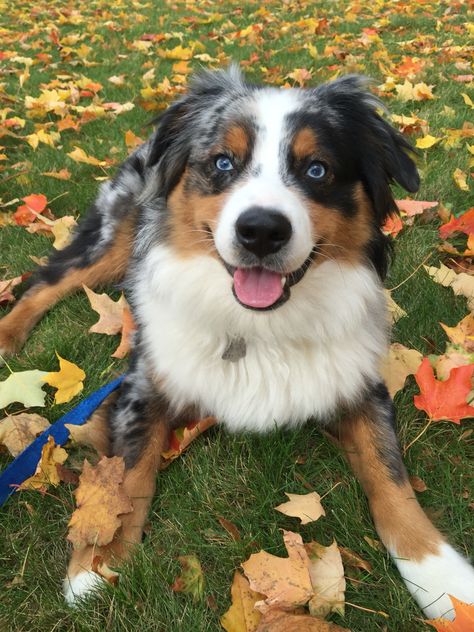 Mini Aussie 10 months Tri Color Mini Aussie, Mini Aussie Full Grown, Australia Shepherd, Miniature Aussie, Aussies Puppies, Aussie Blue Heeler Mix Puppy, Mini Aussie, Australian Shepherd Puppies, Australian Shepherd Dogs