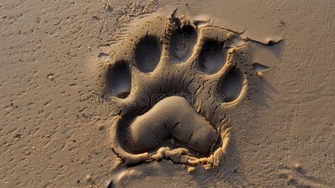 Tigers paw print on sandy beach royalty free stock photos Tiger Paw Print, Tiger Paw, Tigers, Free Stock Photos, Paw Print, Photo Image, Royalty Free Stock Photos, Royalty, Royalty Free