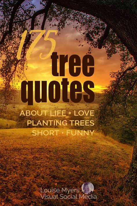 sunset through tree boughs with words, 175 tree quotes about life and love, planting trees, short, funny. Planting A Tree Quote, Tree Poems Life, Tree Of Life Sayings, Inspirational Tree Quotes, Family Tree Quotes Short, Tree Sayings Quotes, Quotes About Trees Wise Words, Tree Pose Quotes, Tree Quotes Short