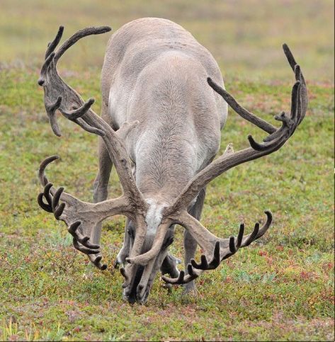 Cer Nocturn, Animals With Horns, Albino Animals, Interesting Animals, Big Bucks, Unusual Animals, Rare Animals, Majestic Animals, Pretty Animals