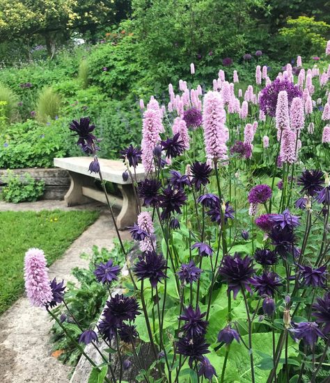 Persicaria Bistorta Superba, Persicaria Bistorta, Allium Purple Sensation, Northwest Garden, Moody Gardens, Lake Garden, Side Garden, Magical Garden, Plant Combinations