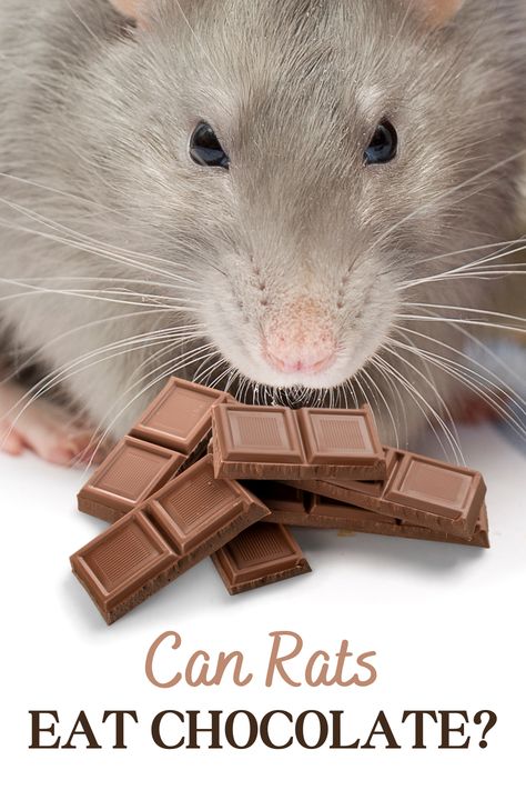 We all love treating ourselves with some chocolate but can your pet rats join you for a nibble of this delicious treat? Find out if chocolate is safe for rats and if you can give it to your pets as a treat. Rodent Pets, Can Your Pet, Rat Care, Toxic To Cats, Bobbing For Apples, Rat Cage, Smoked Food Recipes, Pet Rats, Pickling Recipes