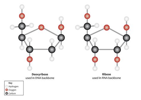 Did comets kick-start life on Earth? Chemists find missing piece of puzzle Nucleic Acid Structure, Chromosome Structure, Nitrogenous Base, Helix Shape, Covalent Bonding, Nucleic Acid, Life On Earth, Blood Cells, World Geography