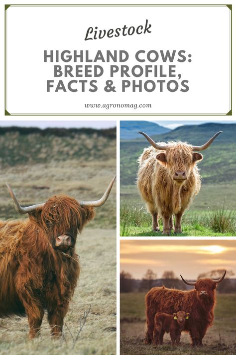 Shetland Cow, Highland Cows, How To Care For Cows, Raising Highland Cattle, Mini Highpark Cow, Miniature Highland Cattle Fluffy Cows, Irish Cows Highland Cattle, Ferdinand The Bulls, Highland Cow